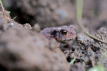 young toad hides among earth crumbs