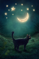 Black cat