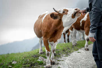 Fototapeta na wymiar eine Herde Kühe grasen auf einer saftigen Weide in den Alpen