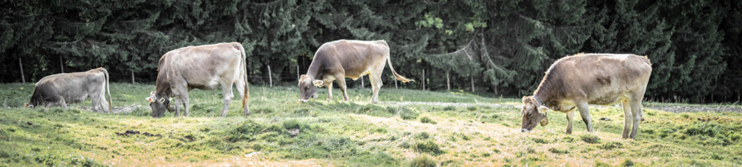 eine Herde Kühe grasen auf einer saftigen Weide in den Alpen