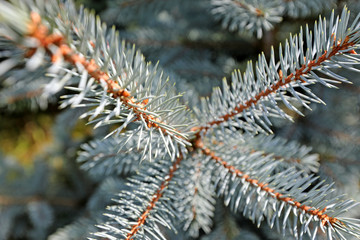 spruce and fir plantation for Christmas trees
