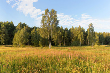 Fototapeta na wymiar Young green birches in a meadow at the edge of the forest on a clear Sunny morning. Clouds in the sky and a flowering meadow. Summer.