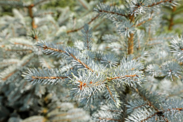 Naklejka na ściany i meble spruce and fir plantation for Christmas trees