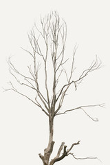 The tree is dry and without leaves in white background ,Clipping path