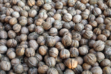 Freshly picked walnuts background texture