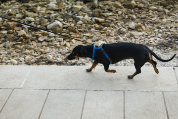 The owner pulls the leash for a small dog. Shows a dog, harness and part of the leash. Copy space.