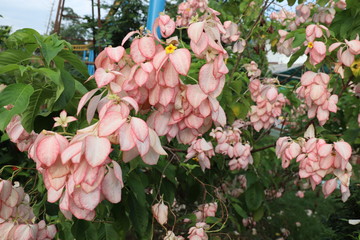Mussaenda flower plant Mussaenda Dona a genus of flowering plants in the Rubiaceae family.They are...