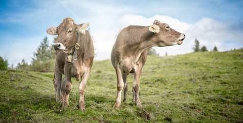 Obraz premium eine Herde Kühe grasen auf einer saftigen Weide in den Alpen
