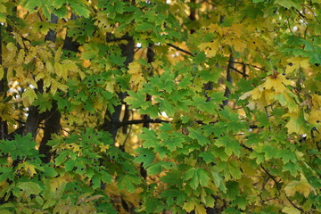 green leaves 