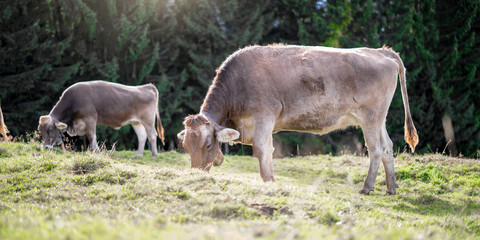 eine Herde Kühe grasen auf einer saftigen Weide in den Alpen