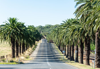 Fototapeta premium Seppeltsfield road in Barossa Valley, South Australia.