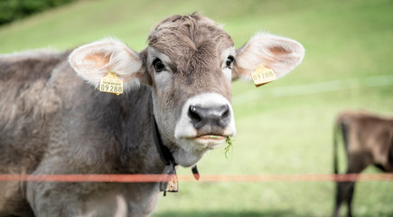 eine Herde Kühe grasen auf einer saftigen Weide in den Alpen