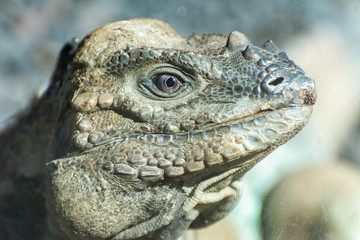 Rhinoceros Iguana (Cyclura cornuta)