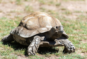 Burmese Brown Tortoise (Manouria emys emys).