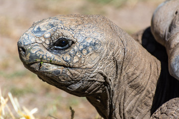 Aldabran Giant Tortoise (Geochelone gigantea).