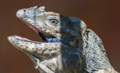Rhinoceros Iguana (Cyclura cornuta)