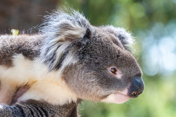 Portrait of a koala.