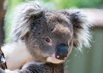 Portrait of a koala.