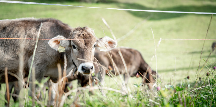 eine Herde K&uuml;he grasen auf einer saftigen Weide in den Alpen
