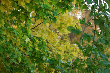 green leaves 