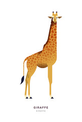 Obraz premium African giraffe isolated wild zoo or safari animal