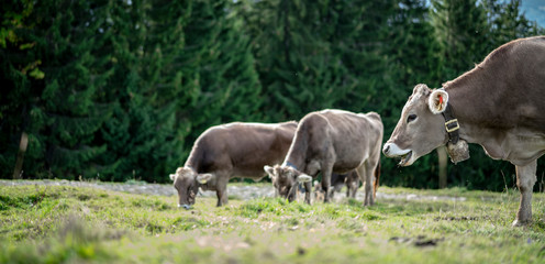 eine Herde K&uuml;he grasen auf einer saftigen Weide in den Alpen