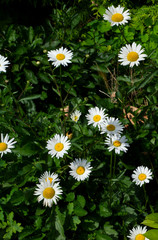 Chamomile in garden. A beautiful scene of nature with blooming Chamomile. Chamomile Spring floral background. Summer camomile background.