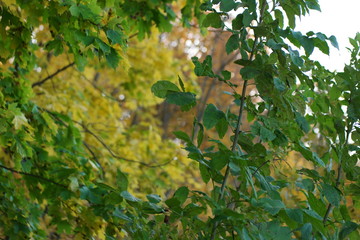 green leaves of a tree