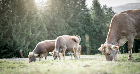 eine Herde Kühe grasen auf einer saftigen Weide in den Alpen
