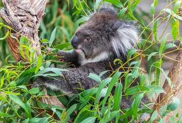 Koala (Phascolarctos cinereus)