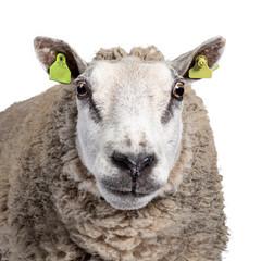 Head shot of common white sheep in full wool, facing front. Looking straight ahead to camera. Isolated on white background.