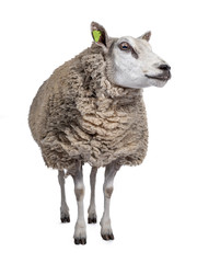 Full body shot of common white sheep in full wool, front view. Looking side ways. Isolated on white background.