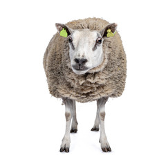 Full body shot of common white sheep in full wool, front view. Looking at camera. Isolated on white background.