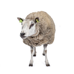 Full body shot of common white sheep in full wool, front view. Looking beside camera. Isolated on white background.