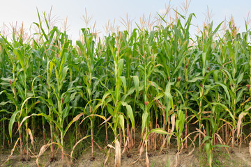 Corn is not fully grown in farm,Maize field at country side
