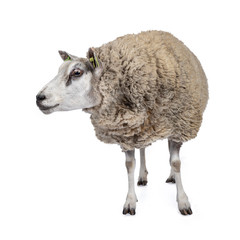 Full body shot of common white sheep in full wool, front view. Looking side ways. Isolated on white background.