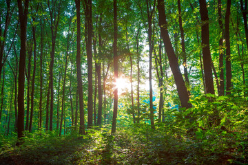 Forest trees. nature green wood sunlight backgrounds..