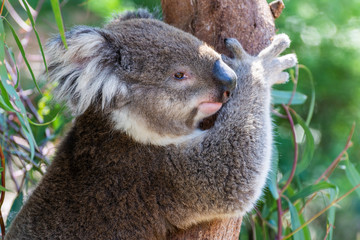 Koala on eucalyptus tree in Australia.