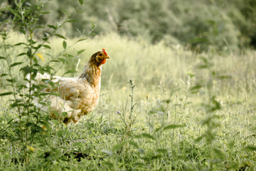 beatiful picture of chicken in the farm