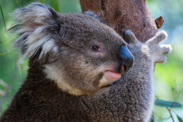 Fototapeta premium Koala on eucalyptus tree in Australia.