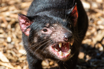 Tasmanian devil (Sarcophilus harrisii)