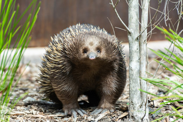 Short-beaked echidna (Tachyglossus aculeatus)