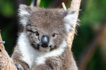 Portrait of a koala.