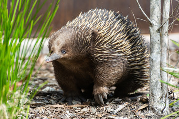 Short-beaked echidna (Tachyglossus aculeatus)