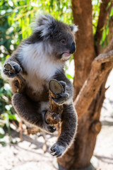 Koala on eucalyptus tree in Australia.