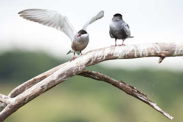 Whiskered tern in flight landing on branch with wings spread