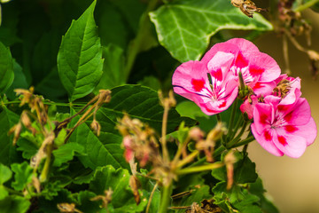 Pink flowered garden climbing plants