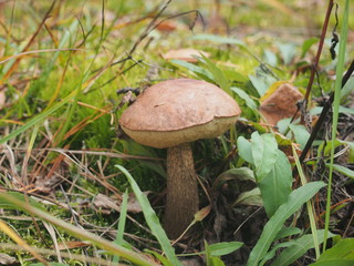 Brown cap boletus grows on the ground in the forest. Edible mushroom. Birch mushroom/
