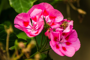 Fototapeta na wymiar Pink flowered garden climbing plants