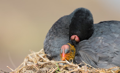 Red Knobbed Coot sitting on a nest with one chick protecting